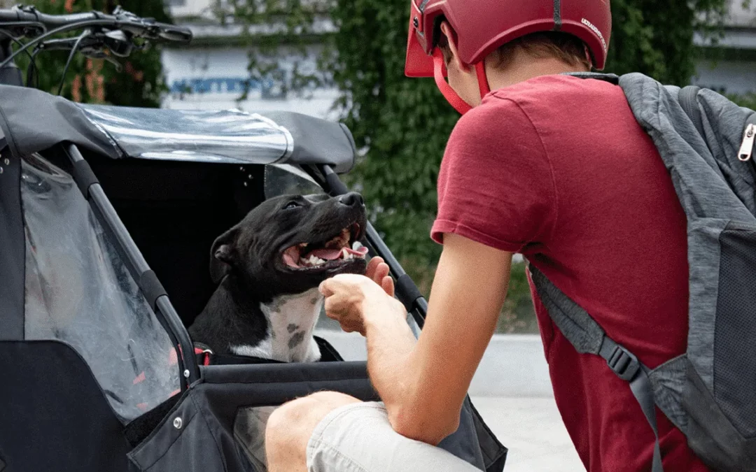 Hunde transport: Verwandeln Sie Ihr Fahrrad in ein Lastenfahrrad