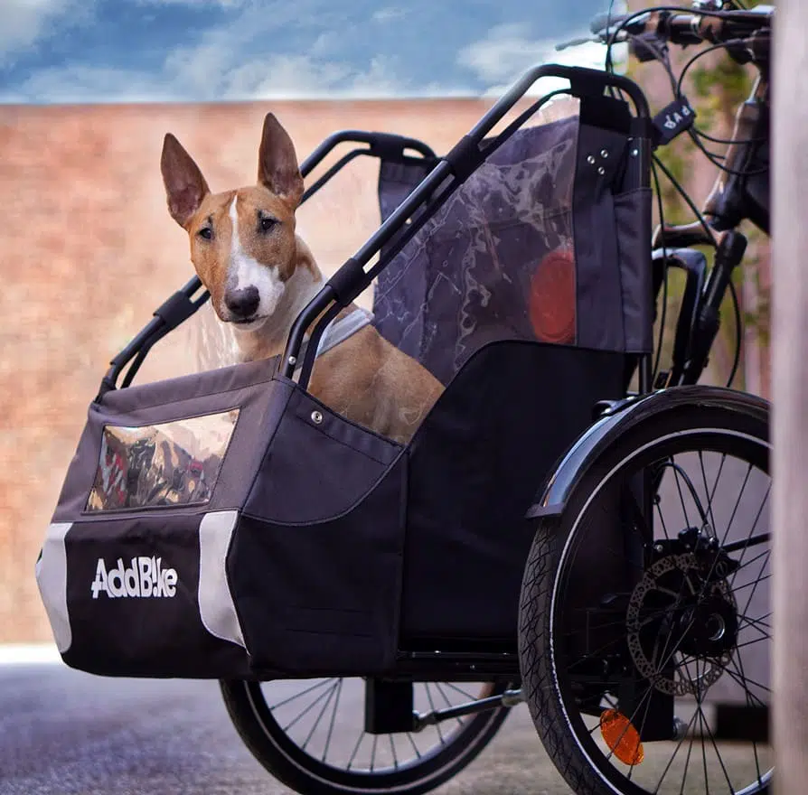 Comment transporter son chien en vélo : Amy the mini bulldog AddBike