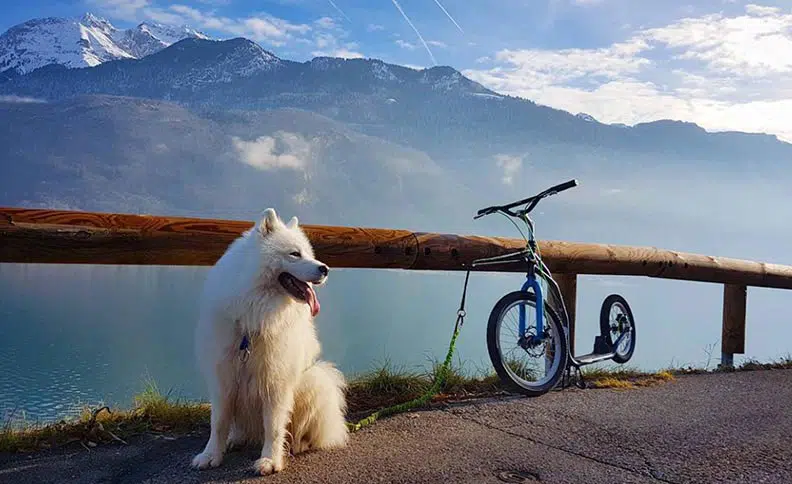 Remorque velo chien : Le chien de Laurie et son vélo devant les montagnes