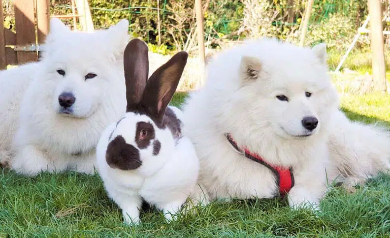Remorque velo enfant : deux chiens et un lapin 