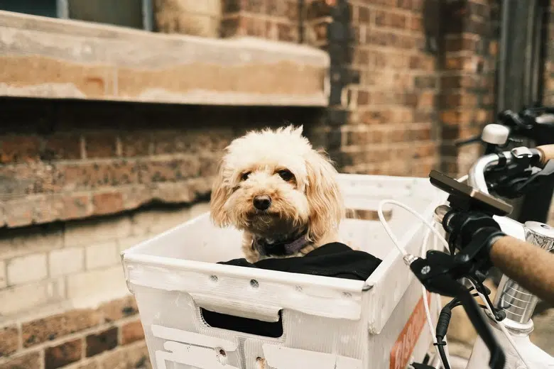 Hund Fahrrad Transport im Fahrradkorb