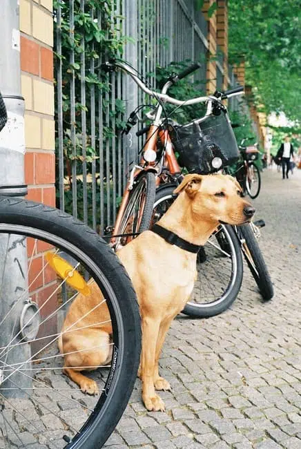 Hund Fahrrad: Hund zwischen Fahrrädern angeleint