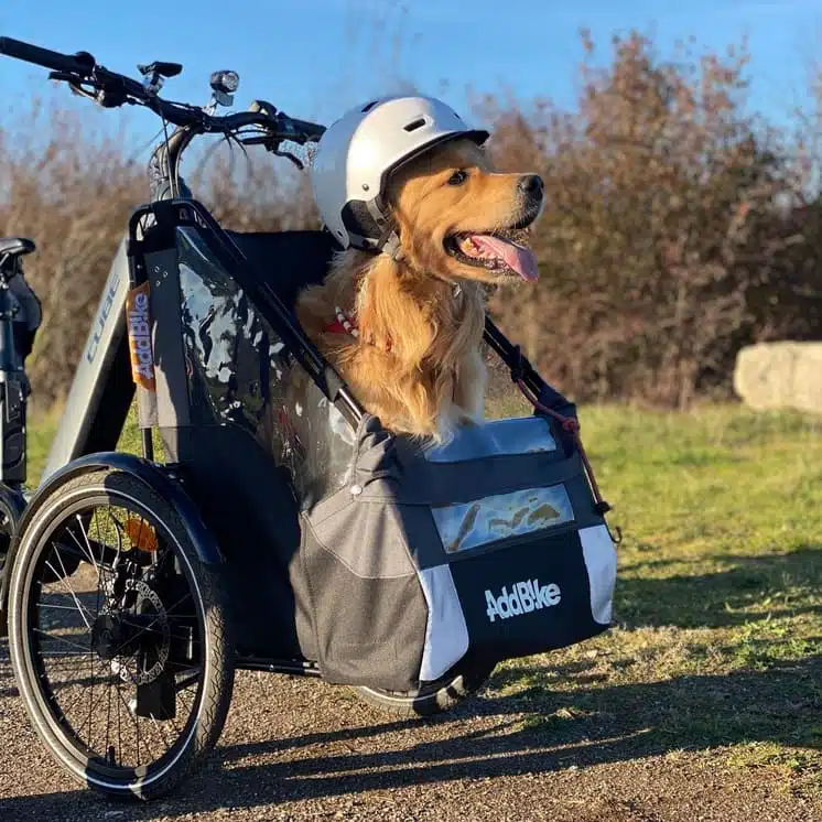 Hundetransport Fahrrad vorne Golden Retriever im Dog Kit mit Helm