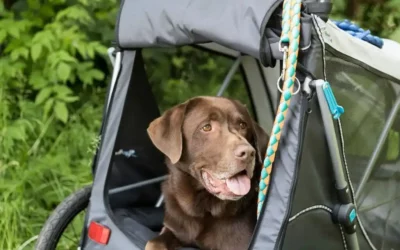 Carry dog on bicycle: how to travel with your pet on your bike
