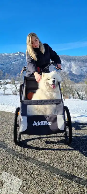 Fahrrad Front Transport Hunde: Kit Dog für den Hundetransport