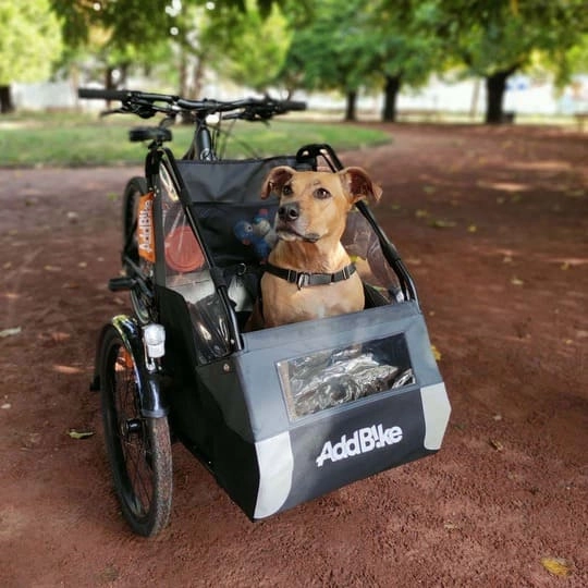 Front Dreirad für Erwachsene mit Hundetransport
