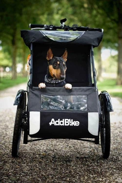 Hundetransport Fahrrad: Keno im Dog Kit