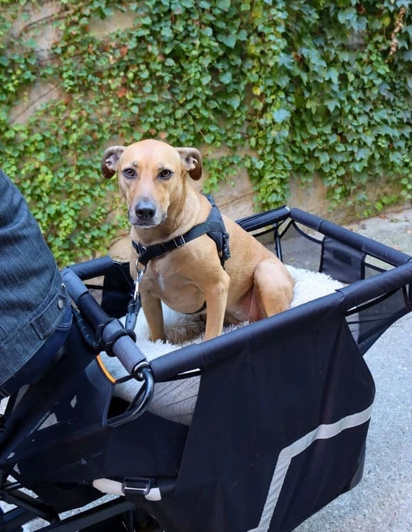 Hund im Lastenfahrrad für Hunde