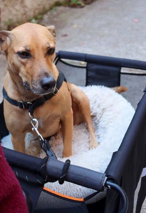 Lastenfahrrad für Hunde: Hund in Nahaufnahme 2