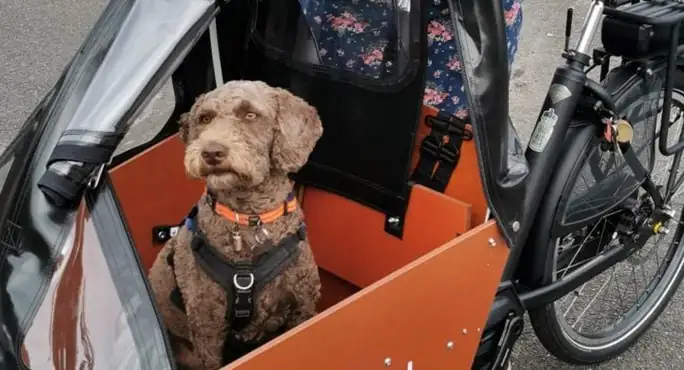 Dog carrier for bike: dog in a wooden cargo bike