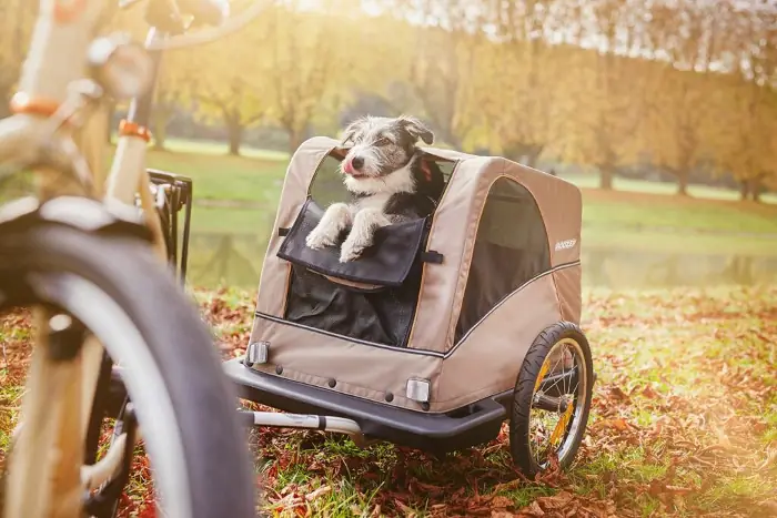 Dog carrier for bike: dog in a bike trailer in a garden