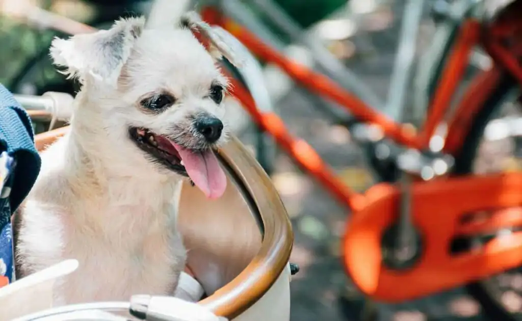 Dog carrier for bike: our guide to cycle with small dogs safely