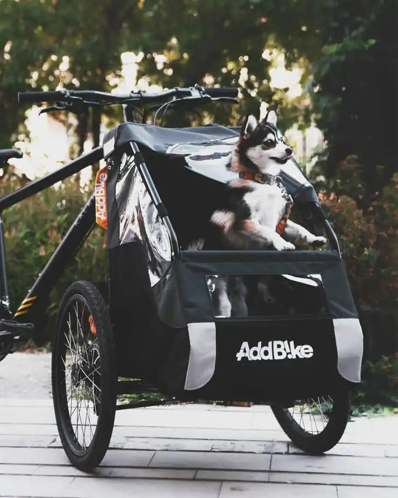 Oulanka dans une remorque chien vélo appelée Carry'Dog