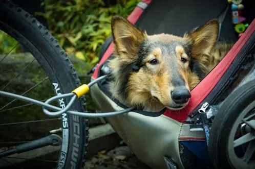 Remorque vélo pour chien