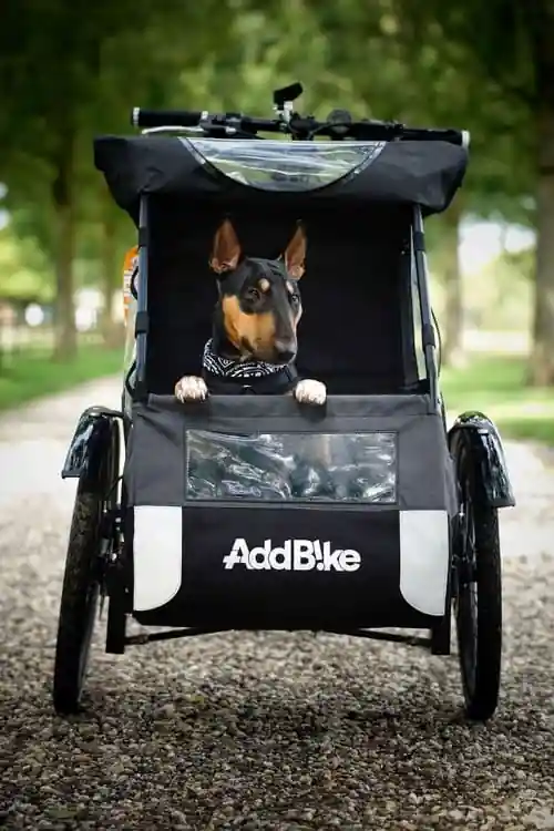 Transport chien vélo : chien dans le Dog Kit